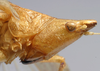 CollectionObject 1516849; 8a2eb62a-dc66-4f22-aee4-2f339258abee: male head, lateral view (holotype of Conocephalus alligatus). (CollectionObject).