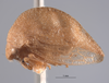 Habitus, lateral view on Cyrtolobus ovatus Van Duzee, 1908: (Observation).