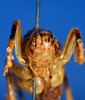 CollectionObject 1506461; 9ec82bb6-3b98-4b2e-b745-47bd3137269d: female, frontal view (syntype of Gryllacris annulata). (CollectionObject).