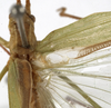 CollectionObject 1529817; 3b9f3ac2-a9d8-4580-88d1-06e8c83d2d0f: male stridulatory apparatus (holotype of Tylopsis longipennis). (CollectionObject).