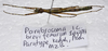 Parabrosoma brevifemurum Seow-Choen, 2018: (Otu).