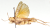 Exochoderes aurantiacus Bolívar, 1882: dorso-lateral view. (Otu).