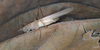 Chandozhinskia bivittata bivittata (Bey-Bienko, 1957): male. (Otu).