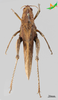 CollectionObject 2270593; c6efe02a-8d5f-47a5-a391-dff4055f4d4b, Unioeste Cascavel K-1229: Female, dorsal view. (CollectionObject).