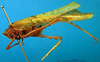 CollectionObject 1502443; 702f04b7-a9b4-4271-a826-5bb77b240474: female, lateral view. (CollectionObject).