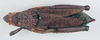 CollectionObject 1540683; 52d43f52-a0dd-4160-b3f3-234a35fd78ba: female, dorsal view (syntype of Petasia cruentata). (CollectionObject).