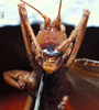 Eulobaspis moluccana (Redtenbacher, 1891): male, frontal view. (Otu).
