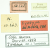 CollectionObject 1532568; 4519e0aa-efd1-42e0-9f67-6a8fc6fd75e4: female, labels (holotype). (CollectionObject).