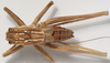 CollectionObject 1527081; e610715c-6d08-44ce-a3dc-441ac7672103: male, dorsal view (holotype). (CollectionObject).