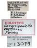 Other on Coronigoniella metana Young, 1977: (Observation).