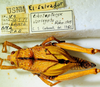 CollectionObject 1498830; 38abd980-a705-4fc3-8568-25bebe49a58c: 2012. female, dorsal view. (CollectionObject).