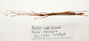 CollectionObject 1595839; 80da378a-a73d-47dc-9f38-a70c38887993: copyright LKCNH Singapore. male, dorsal view (paratype). (CollectionObject).;CollectionObject 1595840; 25df2631-86d0-433d-ac2d-372111d887f9: copyright LKCNH Singapore. male, dorsal view (paratype). (CollectionObject).