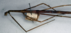 CollectionObject 1558557; NMW 370, 24c3dcc3-0359-494a-a983-bd9e154ec04d: copyright NMW, Vienna. female: head and thorax, lateral view (holotype). (CollectionObject).