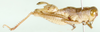 Paracaloptenus caloptenoides caloptenoides (Brunner von Wattenwyl, 1861): male, lateral view. (Otu).