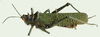 Rutidoderes squarrosus (Linnaeus, 1771): dorso-lateral view. (Otu).