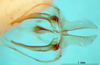CollectionObject 1501763; a16ccdfd-aaba-4bca-93f6-acf249a6cc61: male phallus, ventral view (paralectotype). (CollectionObject).