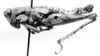 CollectionObject 1524810; d1925f93-6c9d-45a7-8acc-dfe1300529c4: male, lateral view (holotype). (CollectionObject).