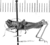 CollectionObject 1524885; 2f91807d-7311-445c-b55e-cebc88b0bf1e: male, lateral view (lectotype). (CollectionObject).