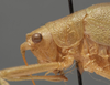 CollectionObject 1535089; 0d8c0561-cc1e-429b-8321-0a7df515411c: male pronotum, lateral view (paralectotype). (CollectionObject).