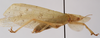 CollectionObject 1534512; 842047bc-5655-42f1-9183-1c35a98ac27f: male, lateral view (syntype). (CollectionObject).