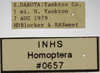 Other on Athysanella (Gladionura) contracta Ball & Beamer, 1940: Labels - face. Labels for the specimen used for the face photo. (Observation).