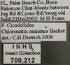 Other: !! display not done !! on Chlorotettix (Chlorotettix) minimus Baker, 1898: Labels. (Observation).