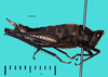 Lethus maya maya Rehn & Rehn, 1934: female, lateral view (from Guatemala, USNM). (Otu).