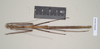 Austrocarausius Brock, 2000: copyright NHMUK. female of Austrocarausius nigropunctatus [type species]. (Otu).