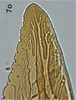Ovipositor on Bretega ensiverpa Stiller, 2017: Valvula II, apex. (Observation).
