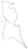 Stylus: Stylus. (Observation).