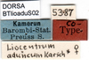 CollectionObject 1501719; aab67b29-9c87-4d27-9200-d6076d456442, DORSA BTlioaduS02: labels (syntype). (CollectionObject).
