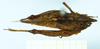 CollectionObject 1500872; 8e7cdd64-e2c5-4029-aef4-20bbb5992485, DORSA BXtrycraHTF: female (holotype), dorsal view. (CollectionObject).
