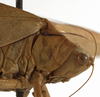 CollectionObject 1529813; aea8bd65-1ced-4a1d-a4a5-1eace7725258: female pronotum, lateral view (holotype). (CollectionObject).