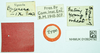 CollectionObject 1587065; a6f3e888-3f1e-4750-9998-c02015bf5842, NHMUK010924792: labels (Paratettix scaber var. ugandensis). (CollectionObject).