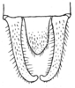 Plangiopsis semiconchata Karsch, 1889: Fig. 9. male abdomen tip, dorsal view. (Otu).