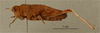 CollectionObject 1518648; 8eaa9b43-f508-44ee-850c-22fd793d24c9, NHMUK013806039: female, lateral view, (holotype). (CollectionObject).