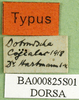CollectionObject 1501148; 5c334f37-3140-40b3-aad2-87b5173a5e32, DORSA BA000825S01: labels (holotype of Asiotmethis limbatus motasi). (CollectionObject).