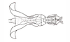 Dichroplus exilis Giglio-Tos, 1894: Fig. 48. endophallus, dorsal view. (Otu).