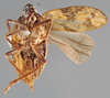 Habitus ventral view on Camerunilla fuscovaria Haglund, 1899: (Observation).