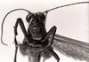 CollectionObject 1566402; eb2a1b93-0ee3-4daf-903c-ae2129c9225d: Image C.S. Carbonell. female, frontal view. (CollectionObject).