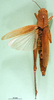 CollectionObject 1502199; f8b022b3-7820-46cb-9733-6e2fa8f64d29: female, dorsal view (syntype of Acridoderes validiceps). (CollectionObject).