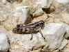 CollectionObject 1591388; cfd41b82-f6ec-4134-a51b-10690df1e23f: male nymph (North Macedonia: Shar Mts, Ljuboten). (CollectionObject).