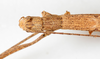 CollectionObject 1559835; NMW 234, a19328d3-4c53-4eff-8aae-6068598dbb49: copyright NMW, Vienna. female: head & part thorax, dorsal view (holotype). (CollectionObject).