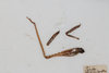 CollectionObject 1505753; b92c13b8-ff18-43fb-8d0d-5883deb1eff0: male, legs (holotype). (CollectionObject).