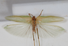 CollectionObject 1505875; f5f0bdb1-f77b-4cc5-8c36-d8d7c727e2a1: male, dorsal view (syntype). (CollectionObject).