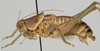 CollectionObject 1527093; fc4e2767-a738-4726-a993-84b6daf1bb14: male, lateral view (holotype). (CollectionObject).