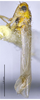 Habitus, lateral view on Arboridia (Arboridia) tridentata Song & Li, 2013: (Observation).