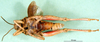 CollectionObject 1545335; ea137f87-2966-4f6d-9374-ccd0084de17e: male, ventral iew (paratype of Glyphotmethis adaliae angorensis). (CollectionObject).