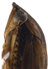 Head on Coarctana occultata Domahovski & Cavichioli, 2023: Male holotype [MUSM]: head, pronotum and mesonotum, lateral view. (Observation).
