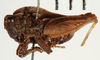 CollectionObject 1477026; 489d2c00-1488-4161-b589-a06e50923a8d: male, lateral view (holotype). (CollectionObject).